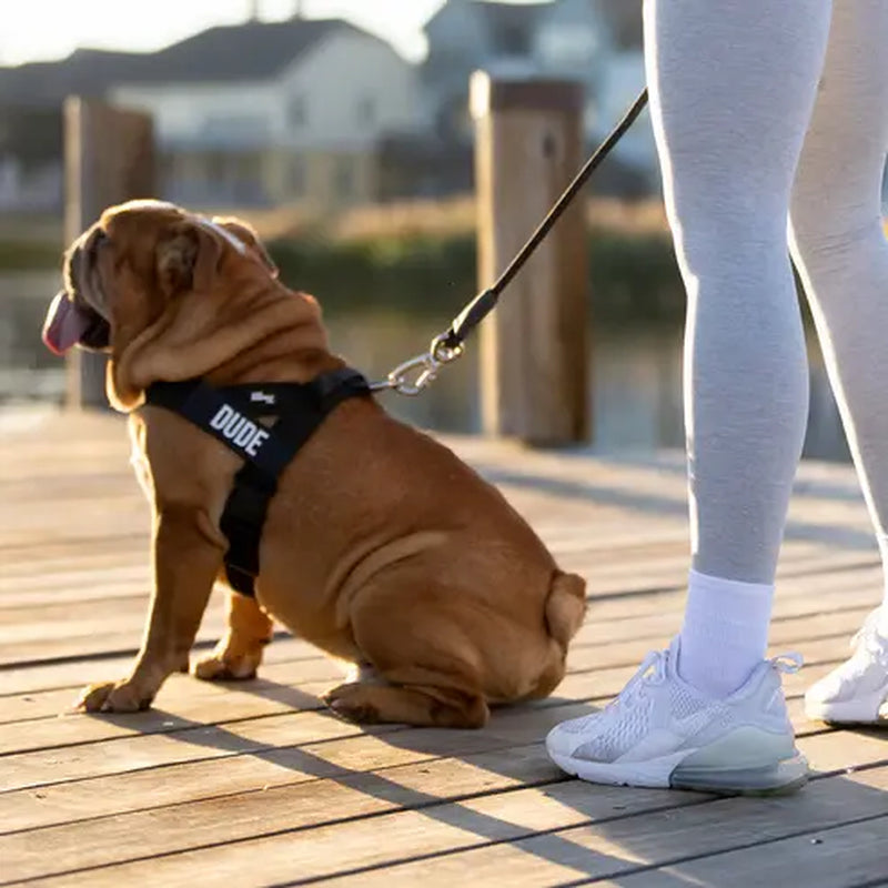 Dog Friendly Co. No-Pull Harness - Easy Fit Design for Comfort and Safety - Adjustable, Lightweight, and Chafe-Resistant Straps for All Breeds