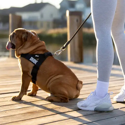Dog Friendly Co. No-Pull Harness - Easy Fit Design for Comfort and Safety - Adjustable, Lightweight, and Chafe-Resistant Straps for All Breeds